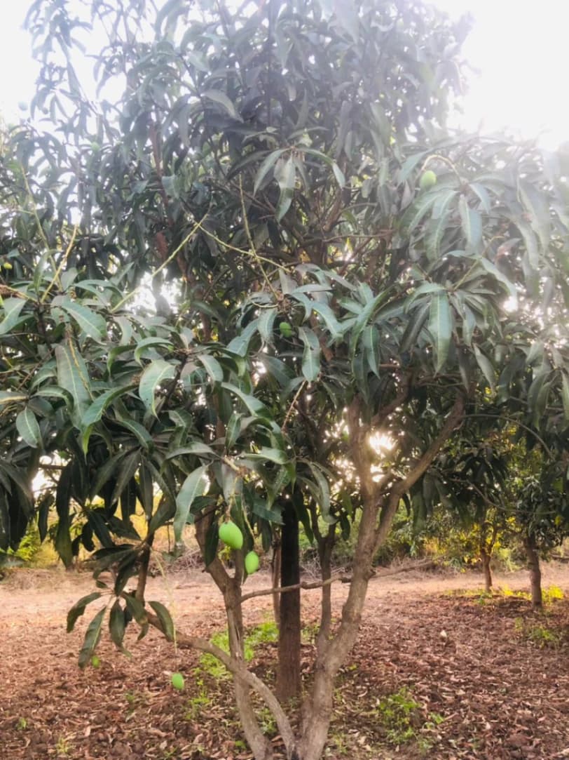 Tree TL-2026-001