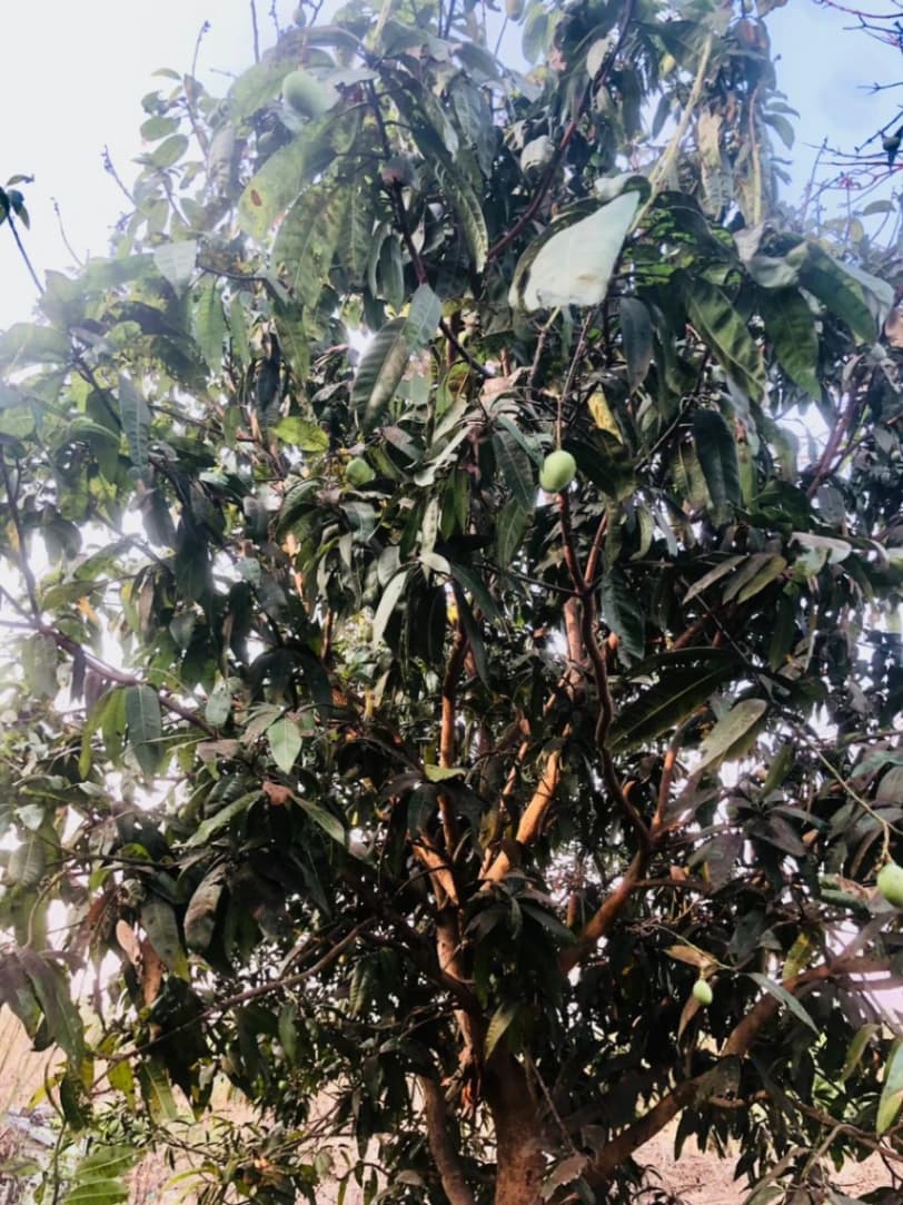 Tree TL-2026-008
