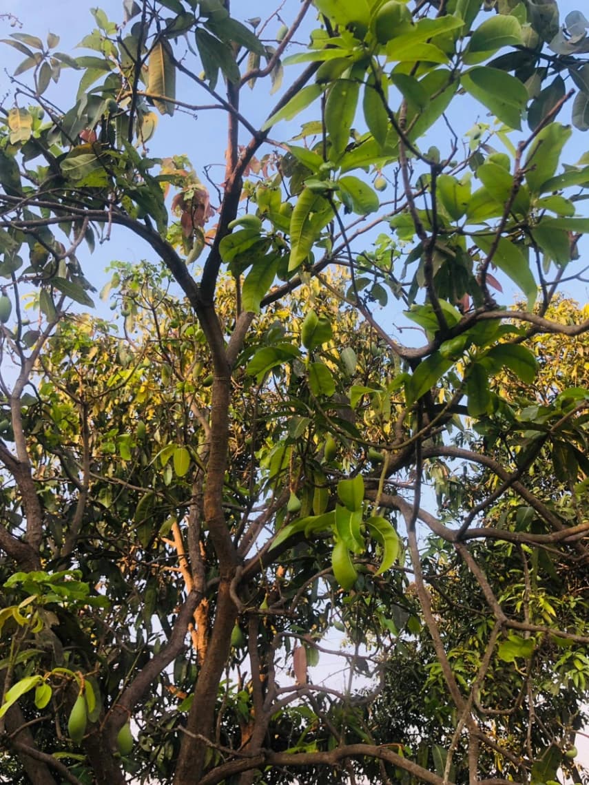 Tree TL-2026-011