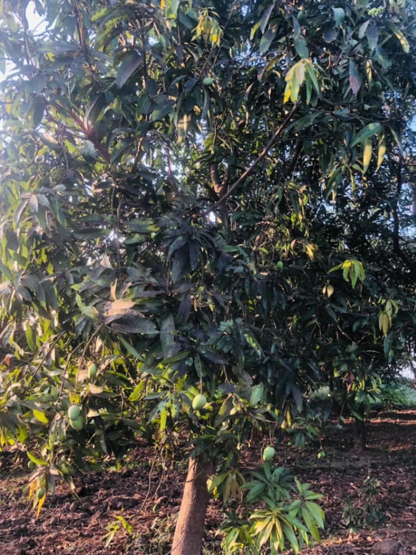 Tree TL-2026-012