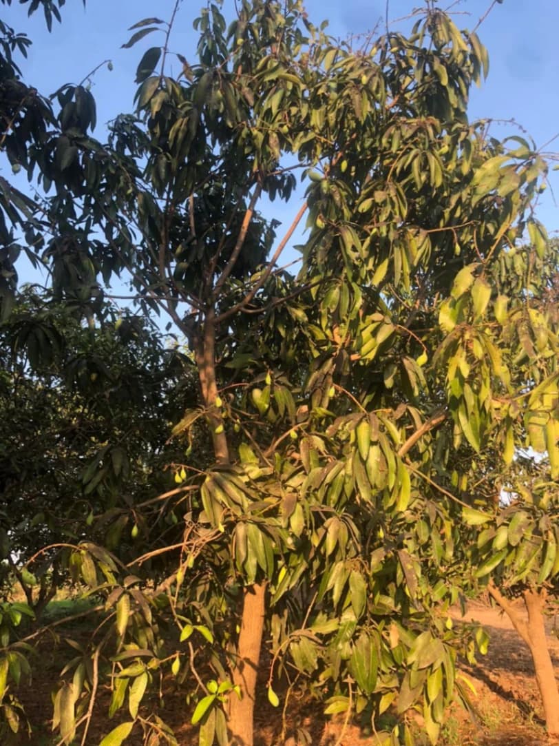 Tree TL-2026-013