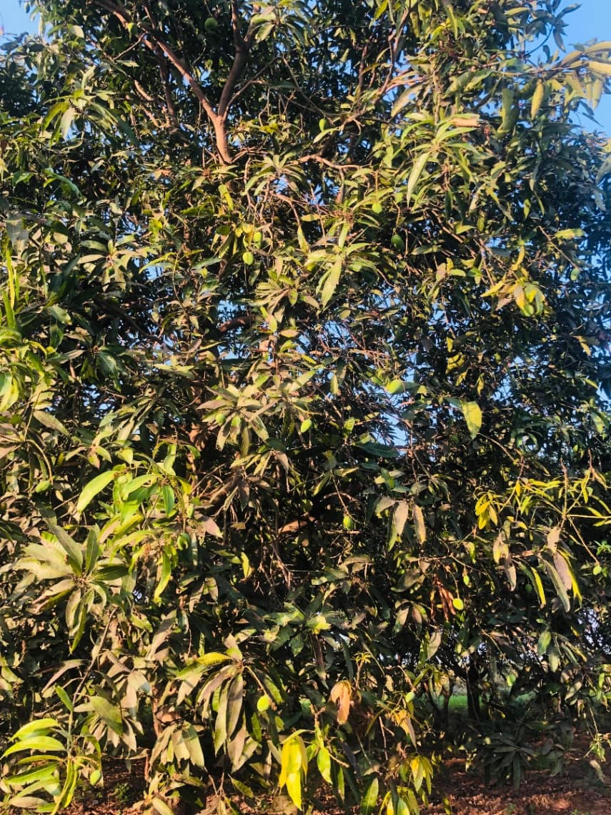 Tree TL-2026-014