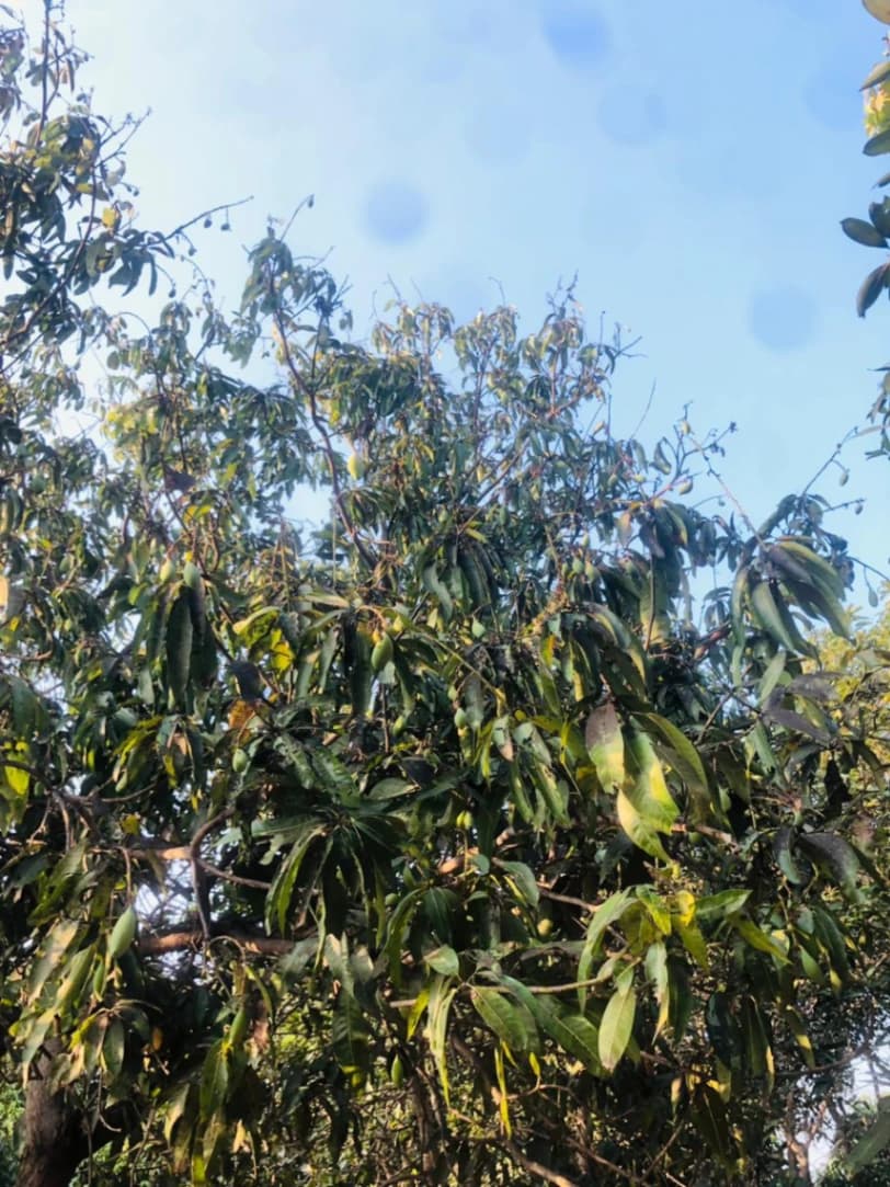 Tree TL-2026-015